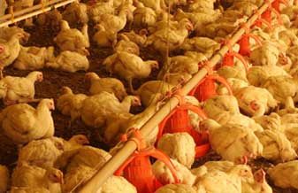 Curio e Cia. - Foto 1