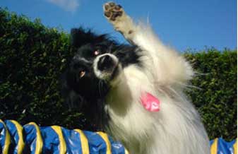 Parque dos Cães - Foto 1