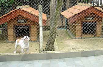 Dog Adventury - Foto 1