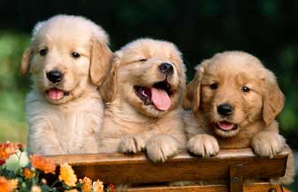 Cantinho dos Filhotes - Foto 1