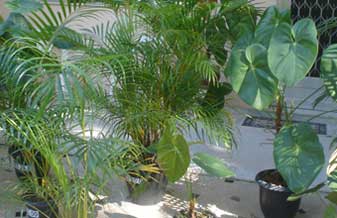 LC Paisagismo Projetos e Execuções - Foto 1