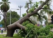 queda de árvore em Ribeirão Preto