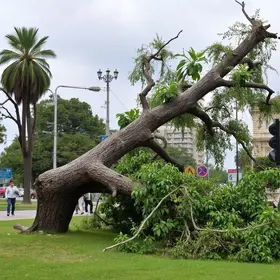 queda de árvore em Ribeirão Preto