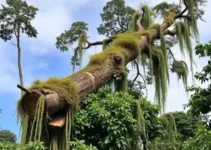 queda de árvore em Moema