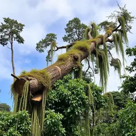 queda de árvore em Moema