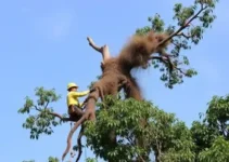 árvore com risco de queda na Vila Mariana