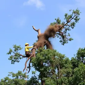 árvore com risco de queda na Vila Mariana