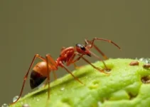 Ana Campos bióloga Instituto Biológico