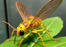 Museu do Instituto Biológico