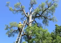 vistoria de árvores