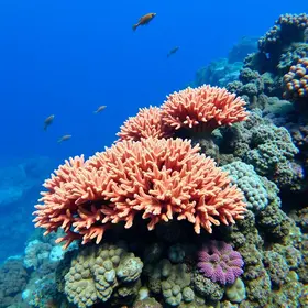 coral